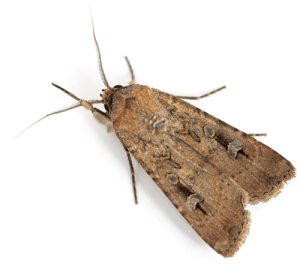 bogong-moth